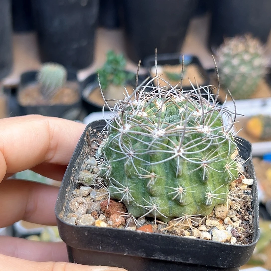 素妆玉自根球一颗