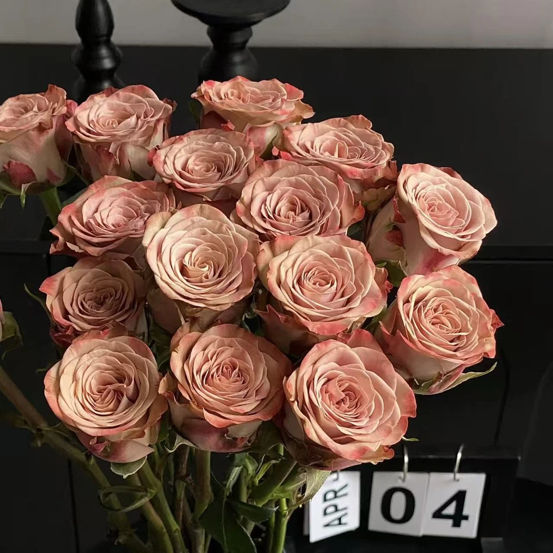 【思芹花卉 | 卡布奇诺玫瑰】复古色系高级感，1单冷链，2单空运