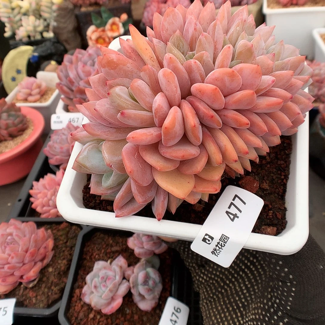 477梦露哦'綴化多肉植物