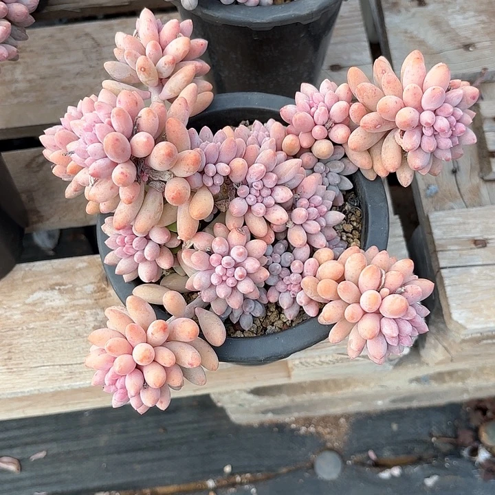 多肉植物，婴儿手指