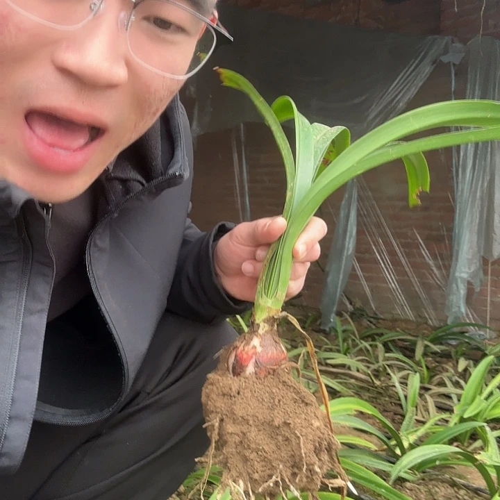 完全开放绿色5-5.5厘米左右