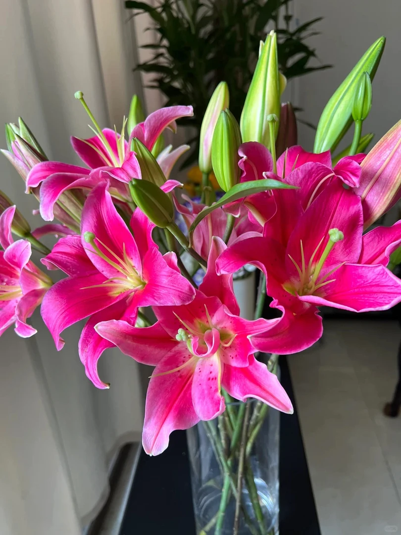 库尔勒生活鲜花【2头百合西诺红】5只装