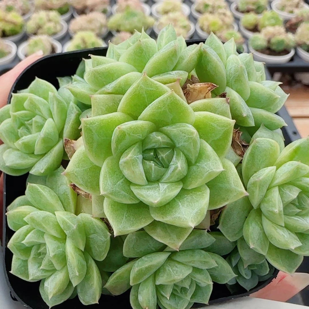 花语逸镜0618-133散