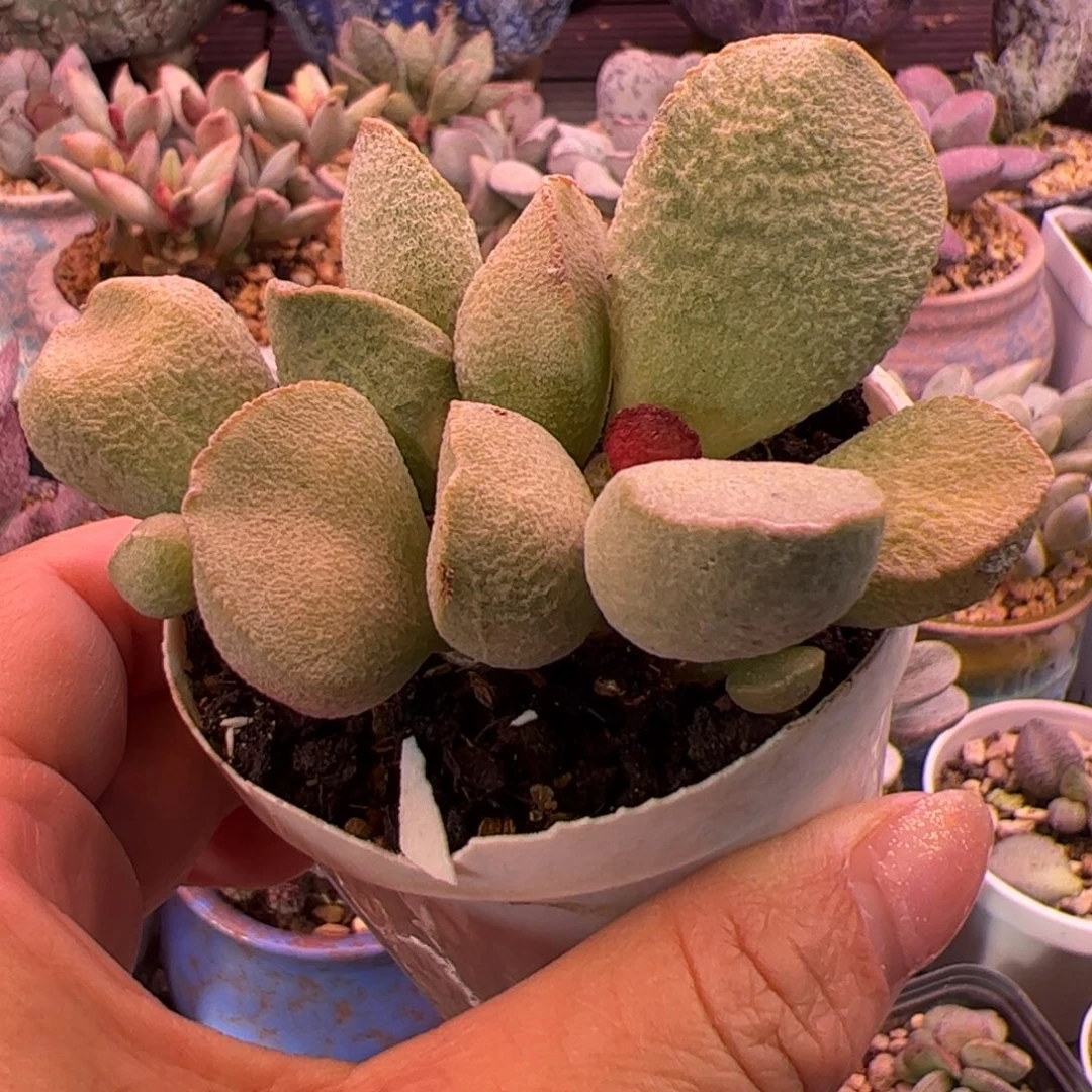 绿磨砂。