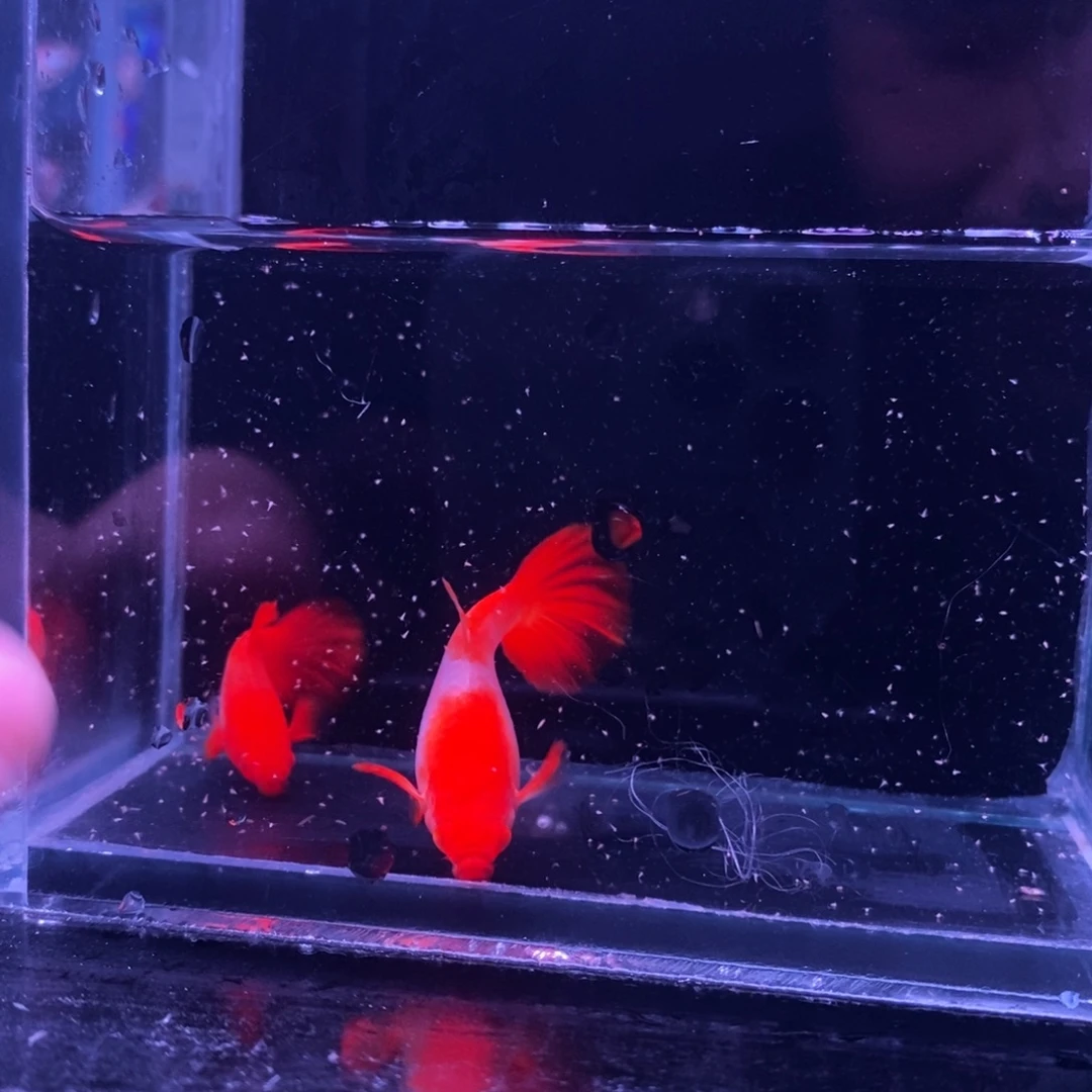 孔雀鱼玻璃体双分水一对