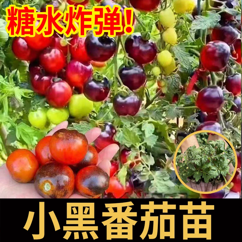 糖水炸弹黑珍珠番茄苗秧种子四季春秋盆栽红黄绿圣女果水果蔬菜苗