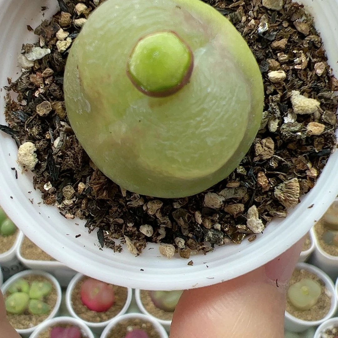 【闪购商品】337 带盆