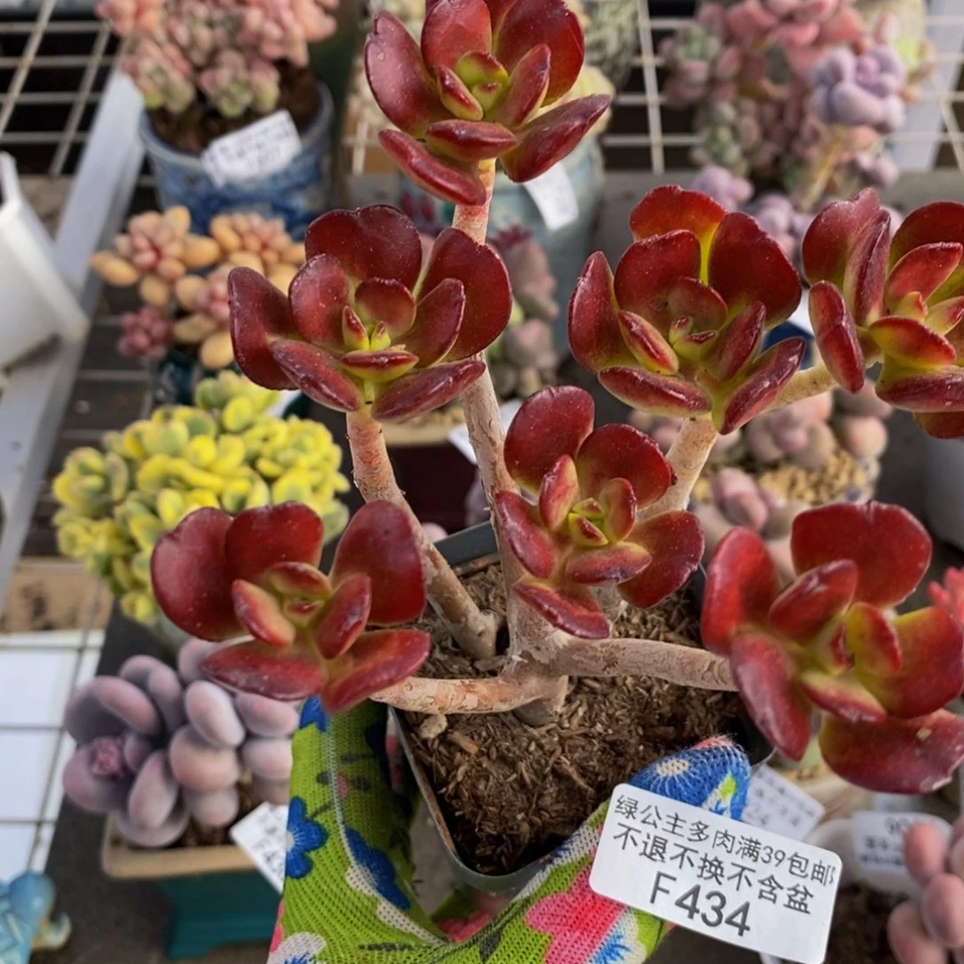 红梅434/10cm的肉