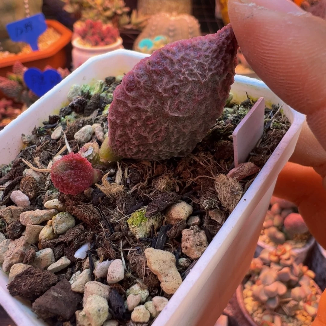 简***单好吧好嘛好吧我的宝我
