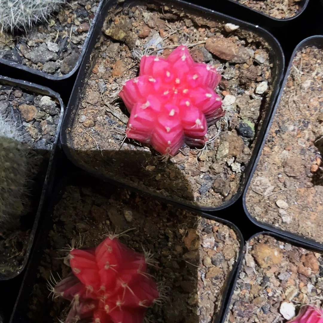 用***74多肉植物提取萃取剂中