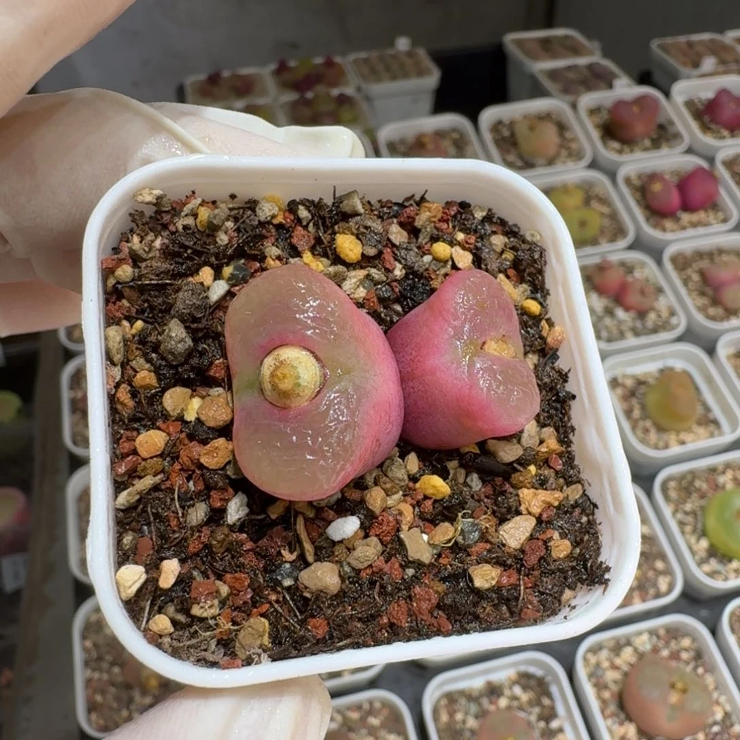 ?**单0206/42肉锥肉锥