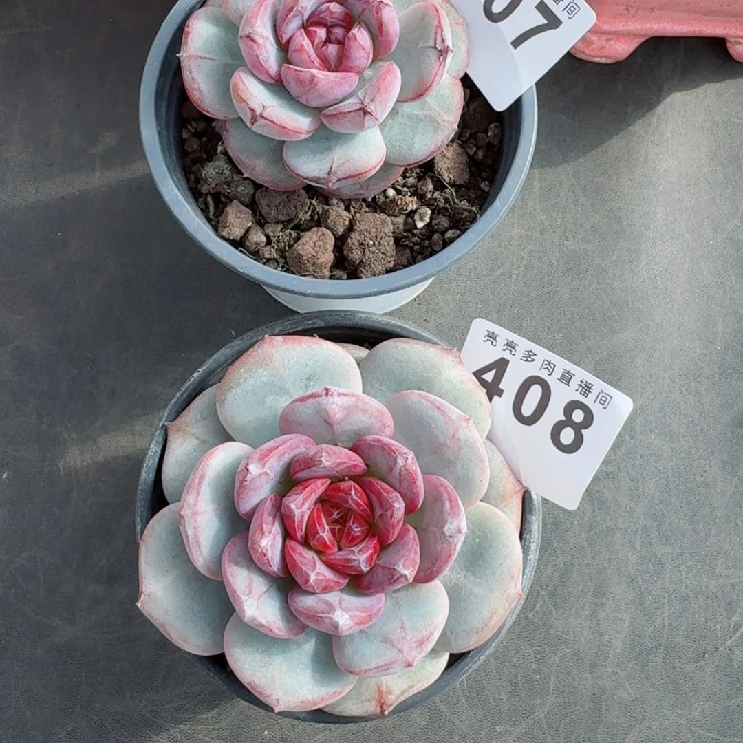 Y***h长相思      愿你一路坦途，乘风破浪展宏图