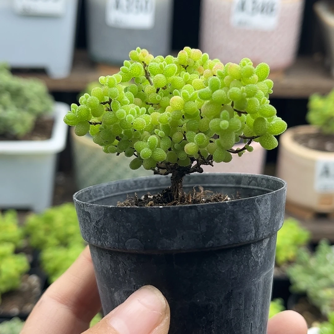 b***n蜜桔糖球优选枝干番杏