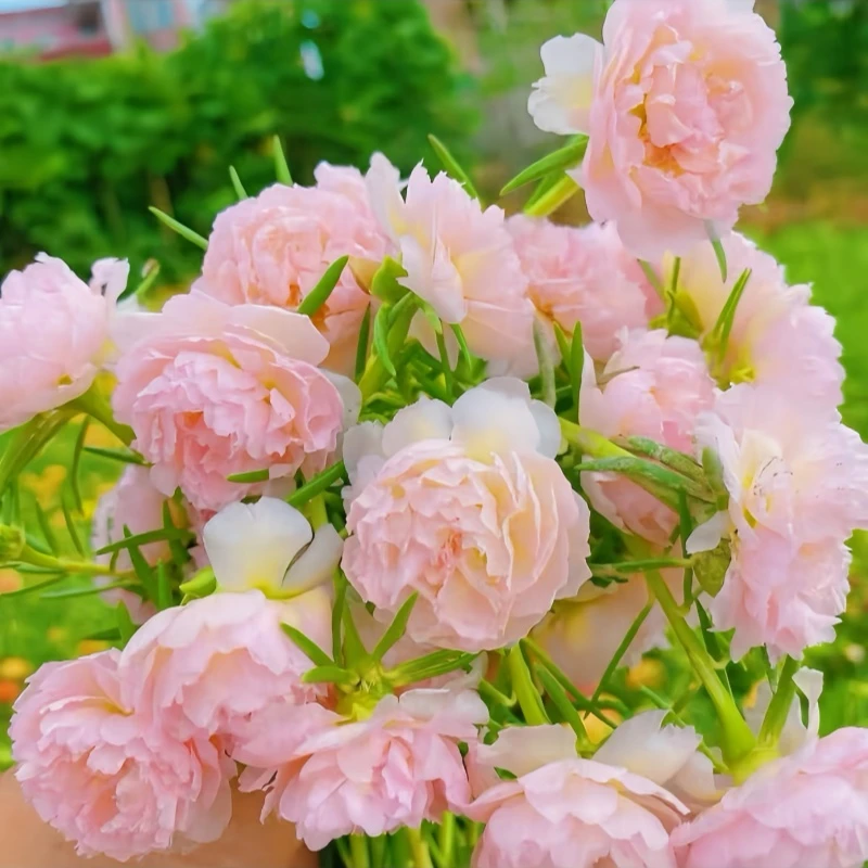 新品【柔粉】重瓣太阳花老桩盆栽室内外绿植耐寒阳台大花卉宿根庭院