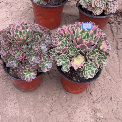 417多肉植物组合，