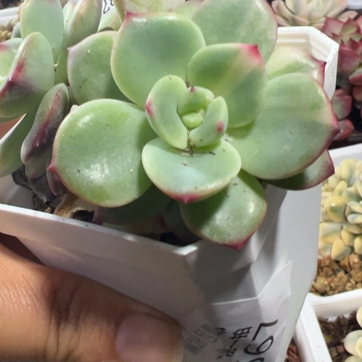 三文鱼锦多肉植物567