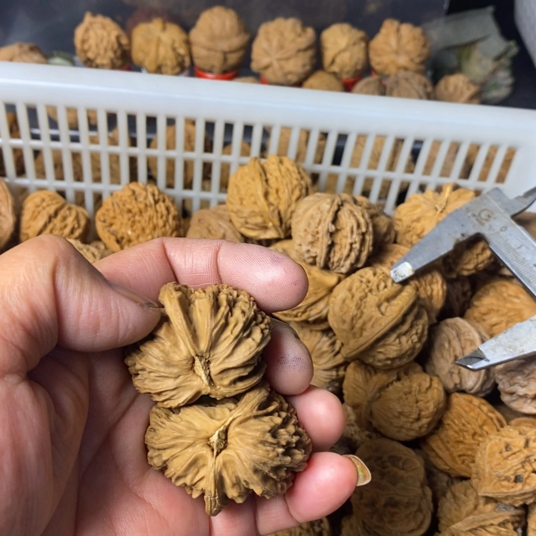 大***乐大叶紫檀（黑酸枝木类）