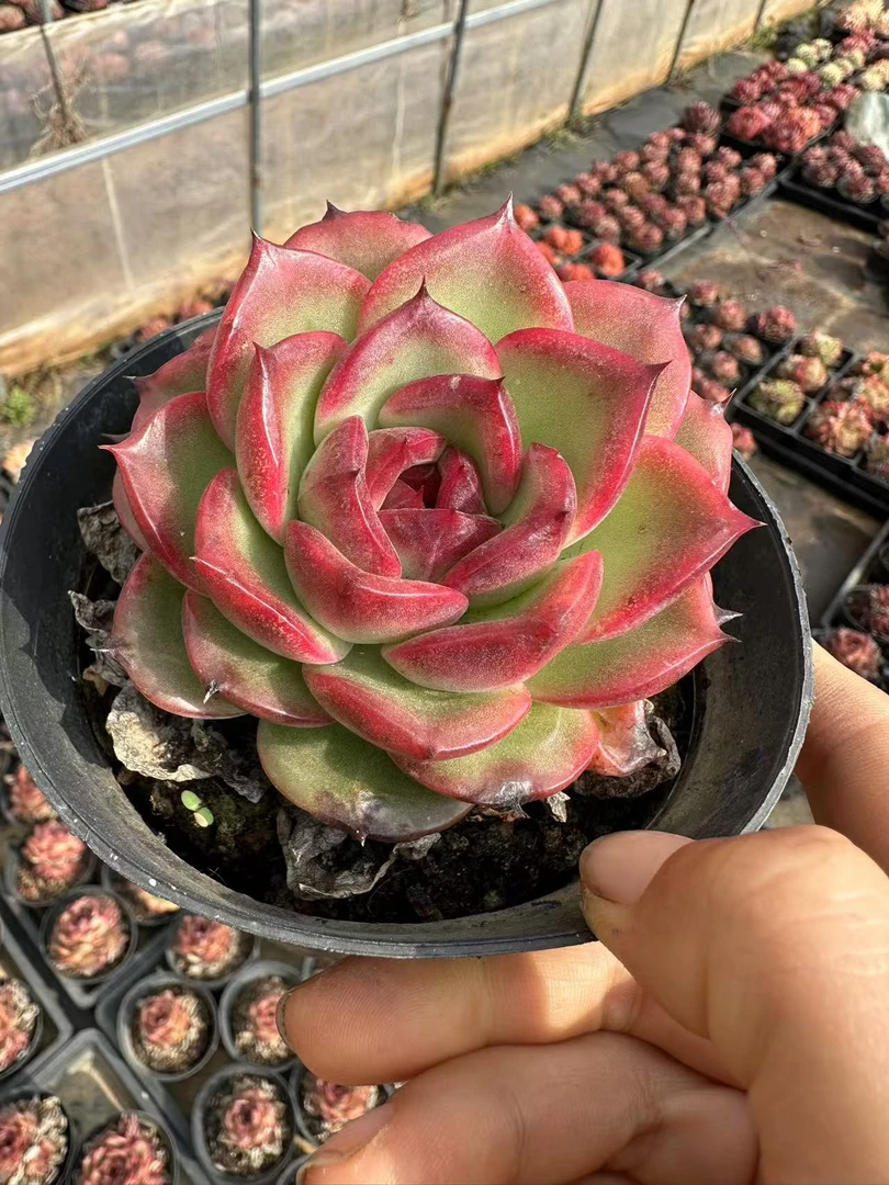 10#玄烟多肉植物 前男友精品多肉