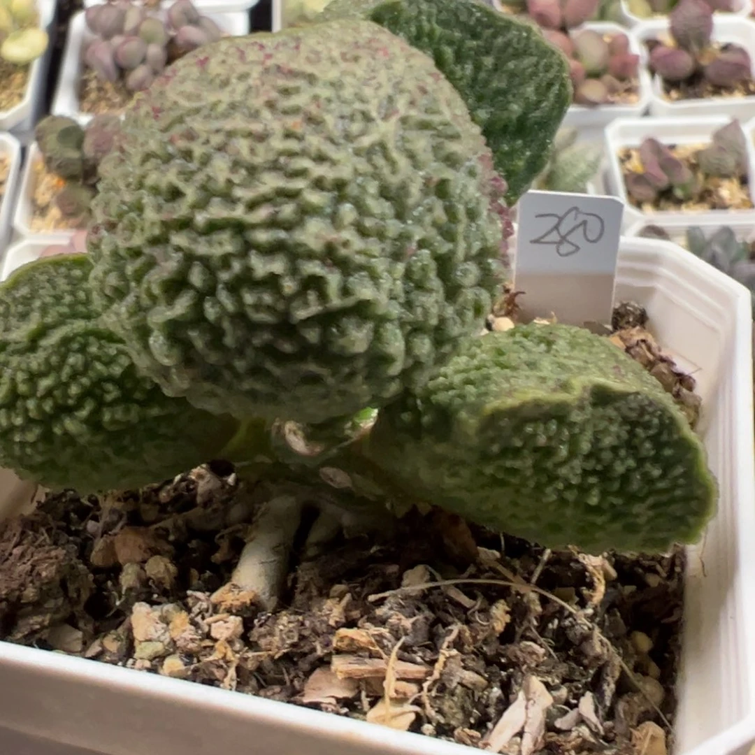 实生新品多头纯木质桩多肉植物