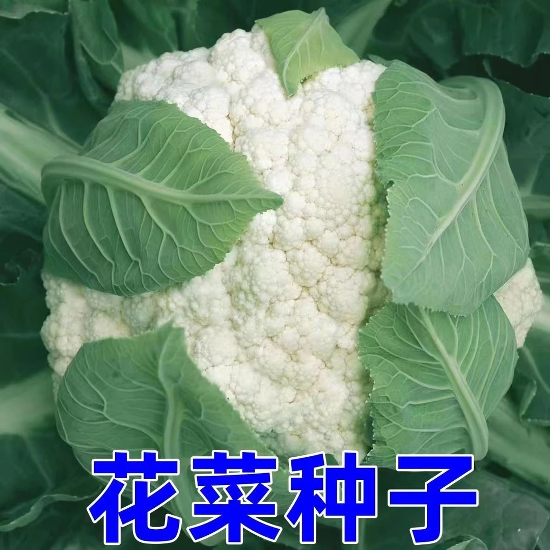 雪山60天花椰菜种子早熟耐热菜花秋季花菜蔬菜种籽子白花菜种孑