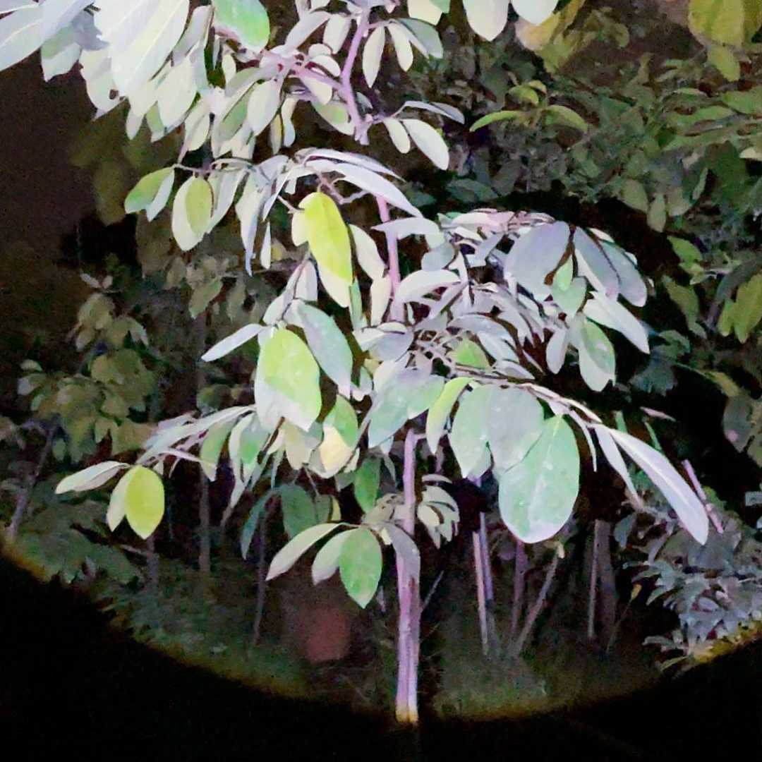 胡***师果树2222222222222