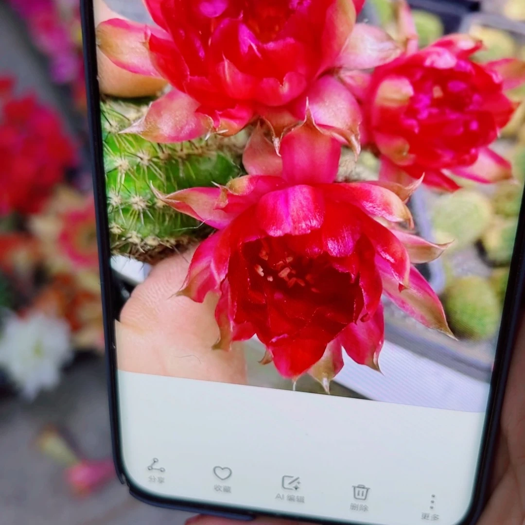 下75白檀漆画3个无根小侧芽20包邮