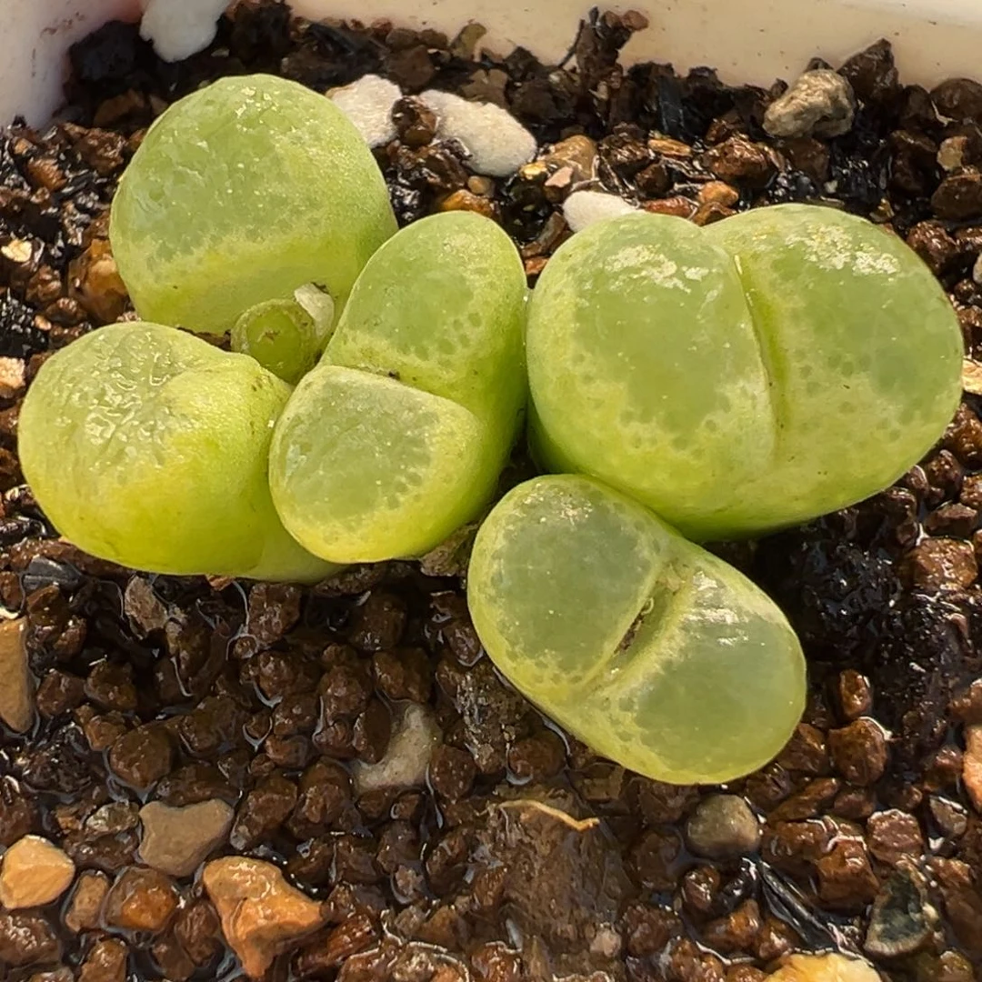 185多肉植物盆栽植物