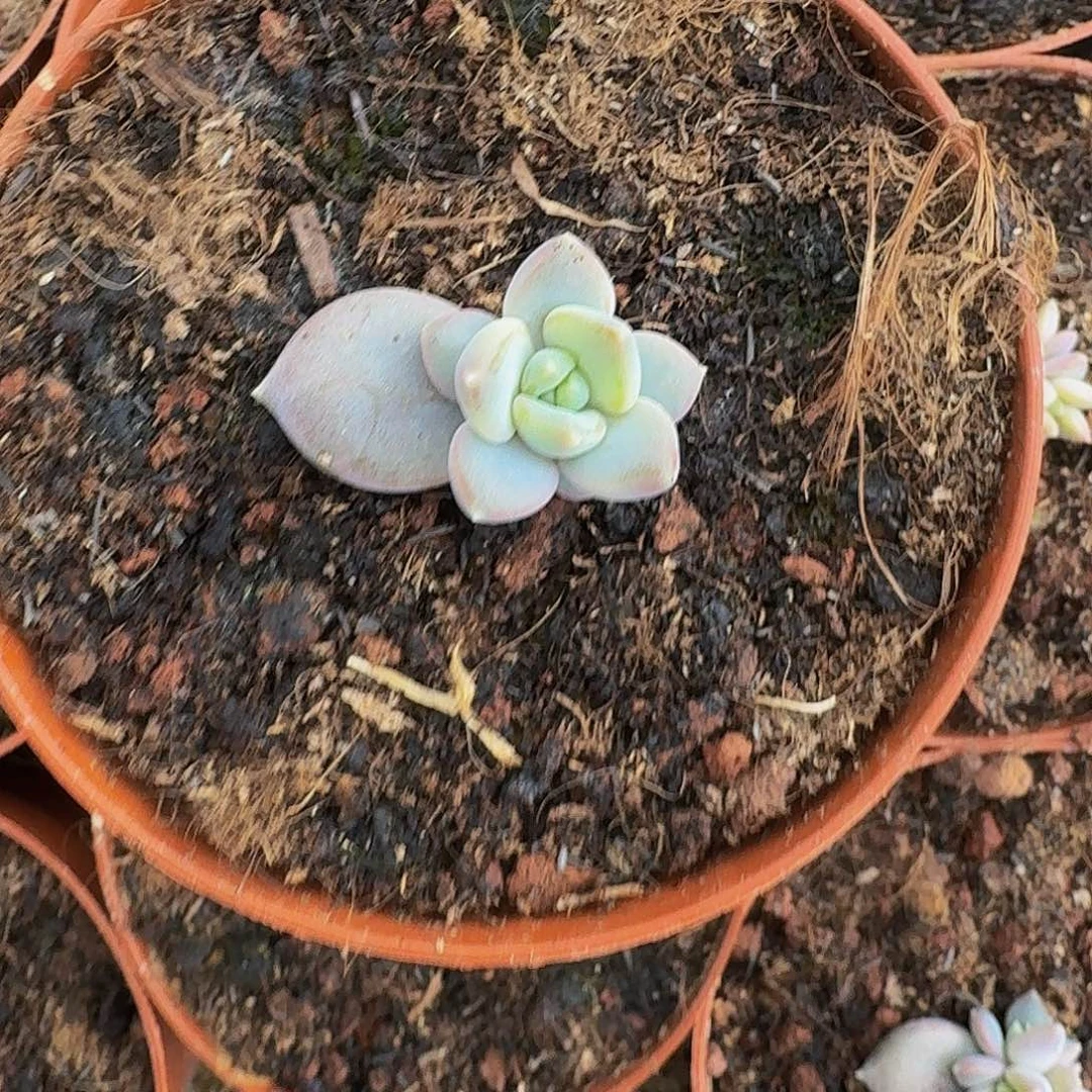 邀月仙子 叶插 一物一拍