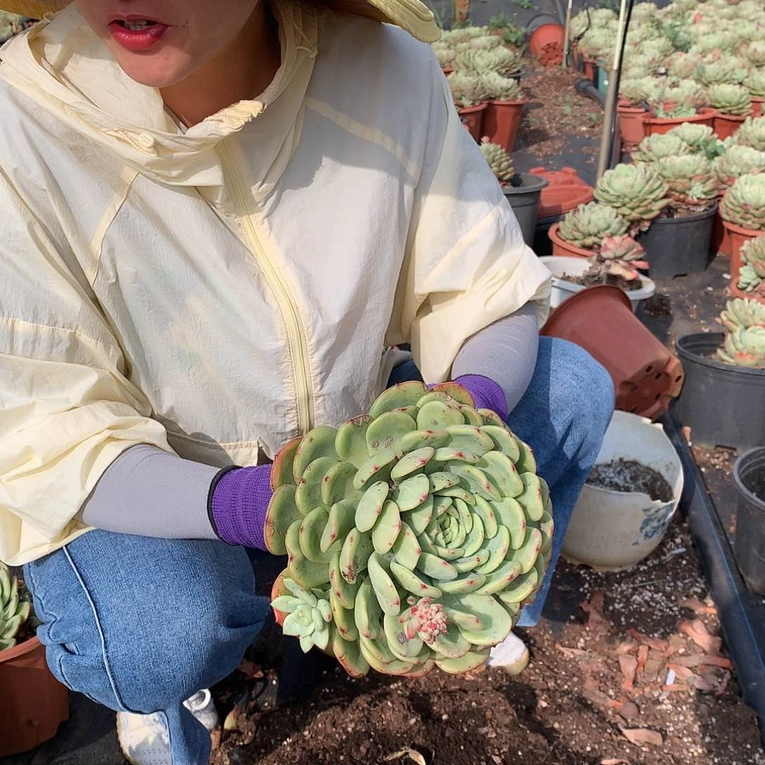 多肉植物三文鱼大单头10.8
