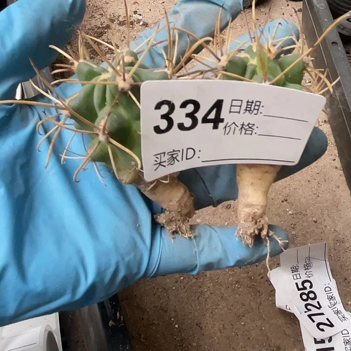 334仙人球开花植物仙人球