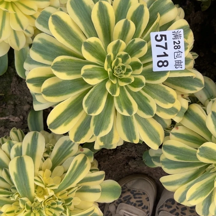 5718南雪莲多肉植物
