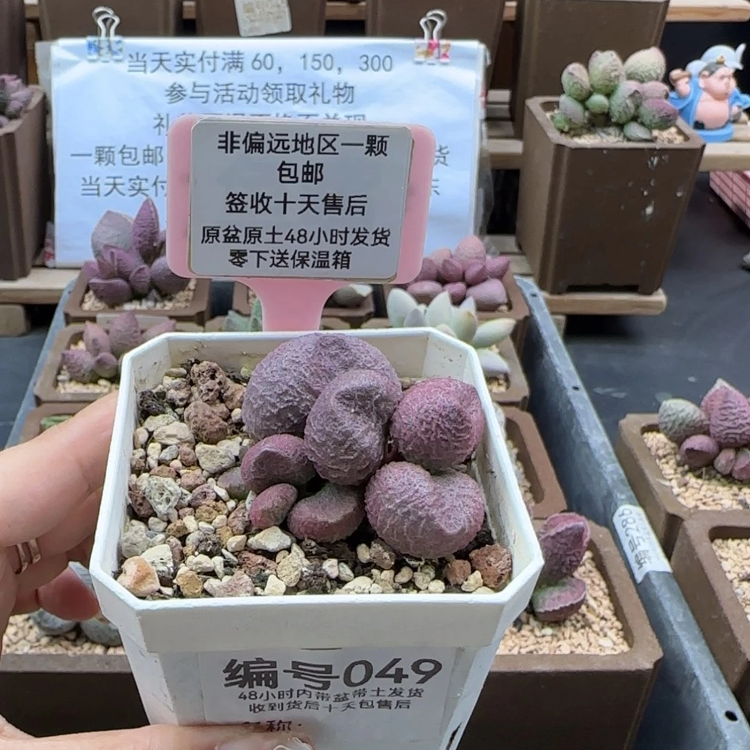 049水蜜桃多肉植物