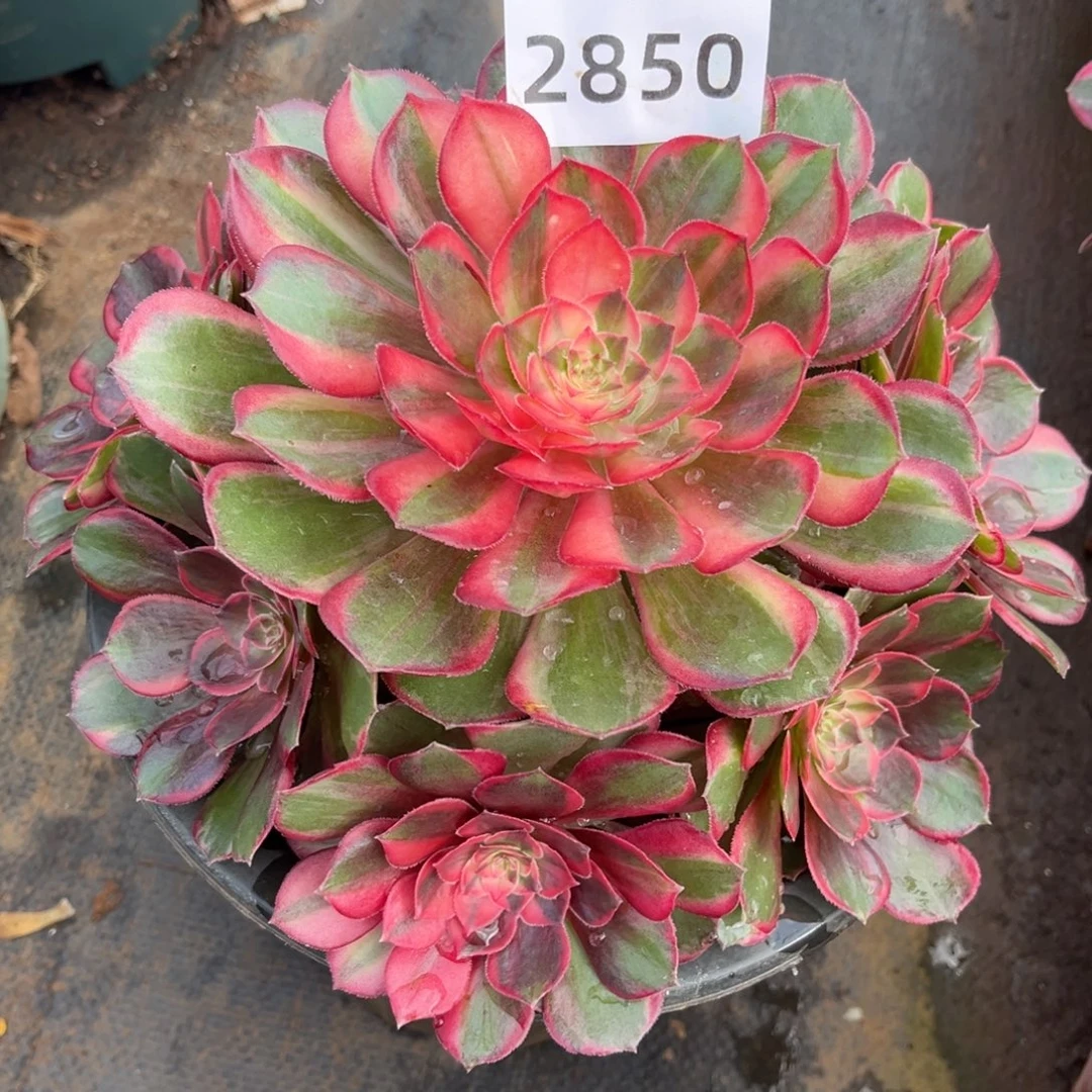 黑魔锦多肉发货发货