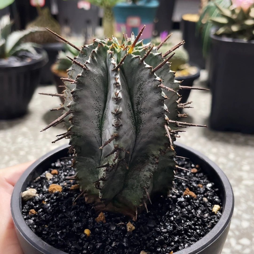 白衣魁伟玉66666666666