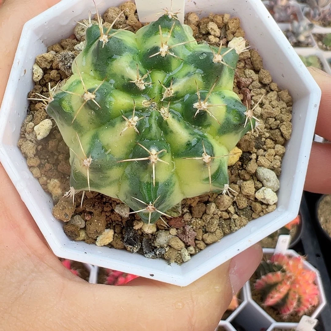 237-月亮半径带盆土发货自根