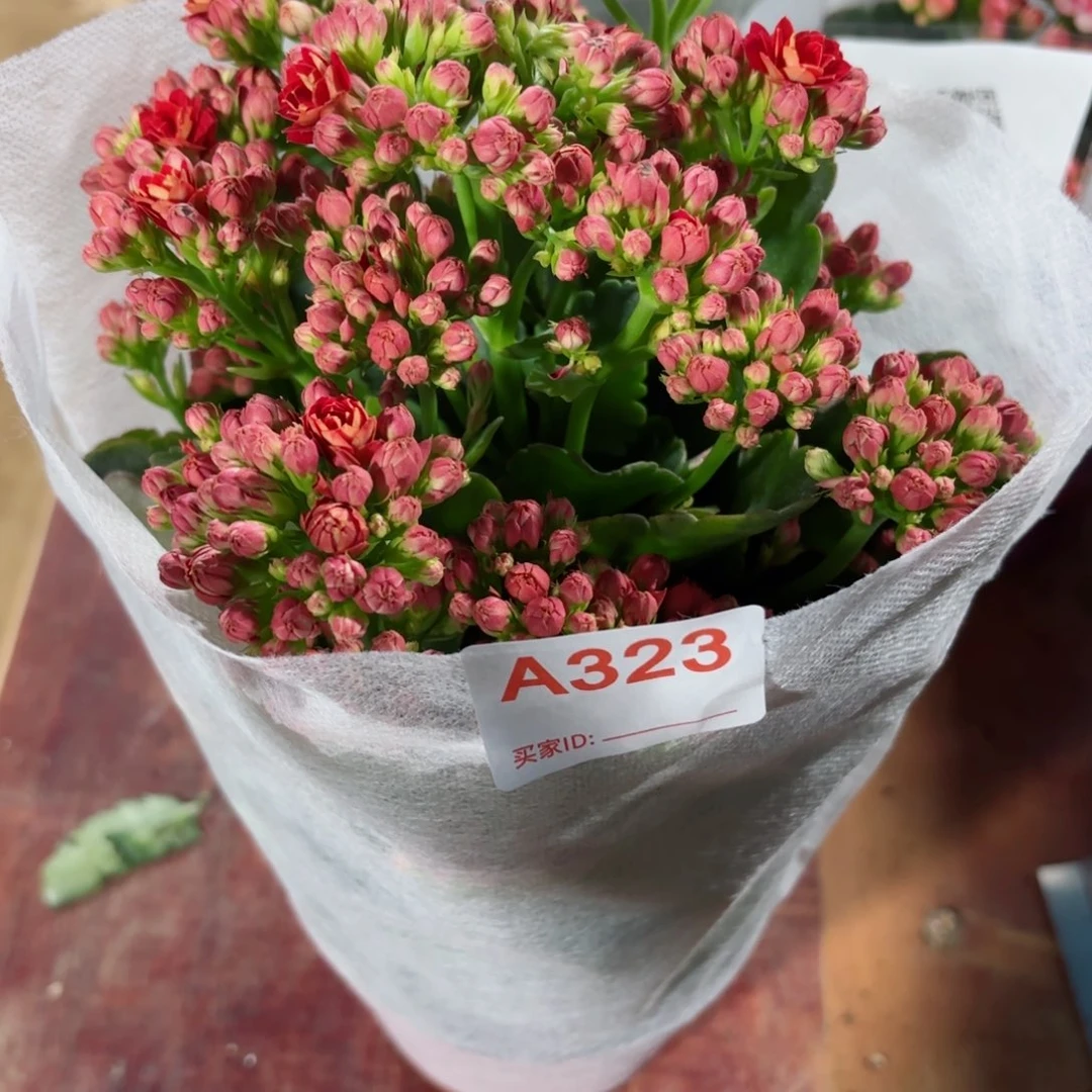 A323红狐狸长寿花一颗
