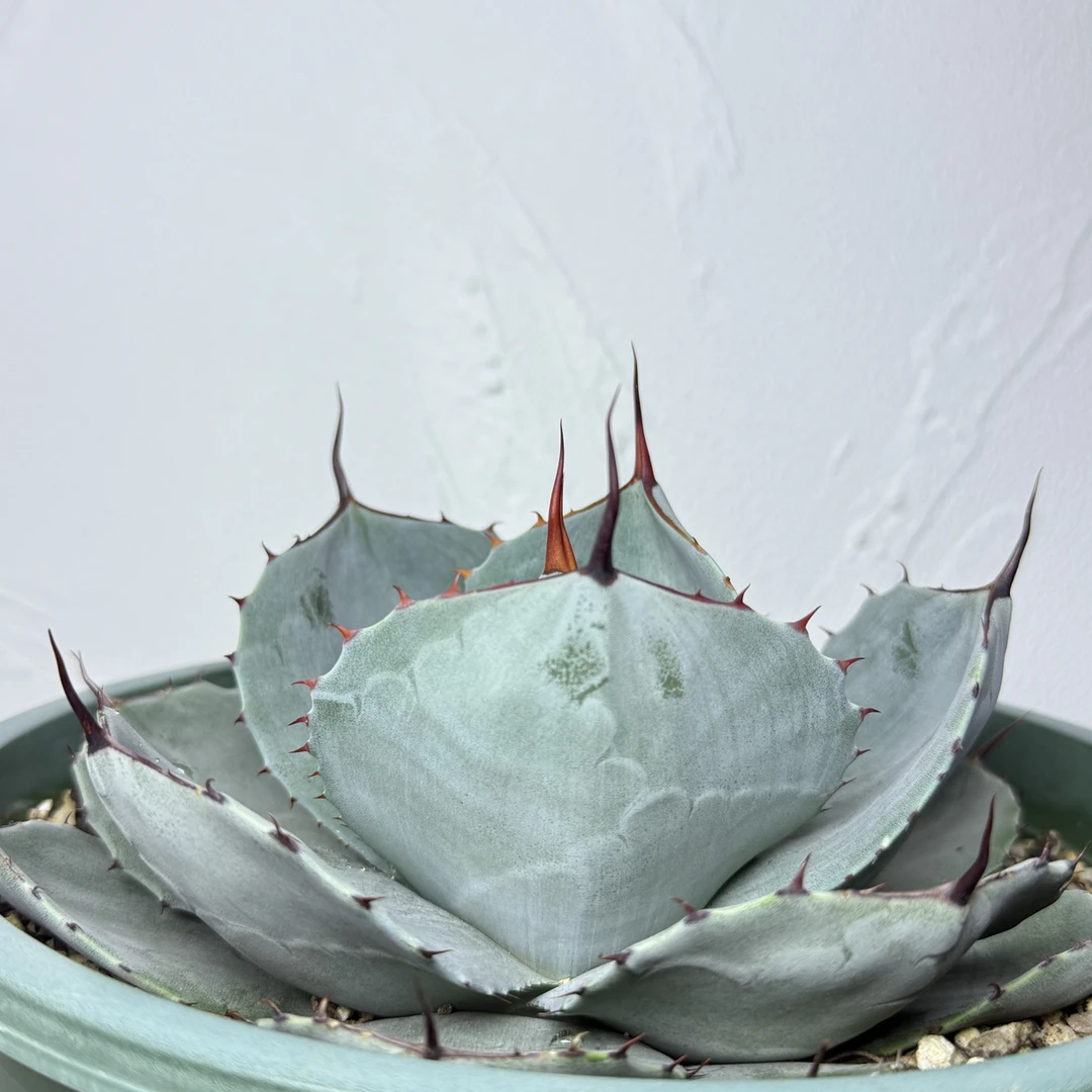 龙舌兰植物 福克斯 18公分