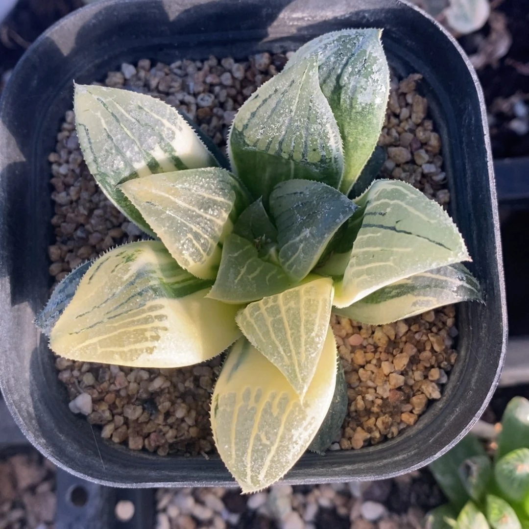 一颗实生磨面寿锦。