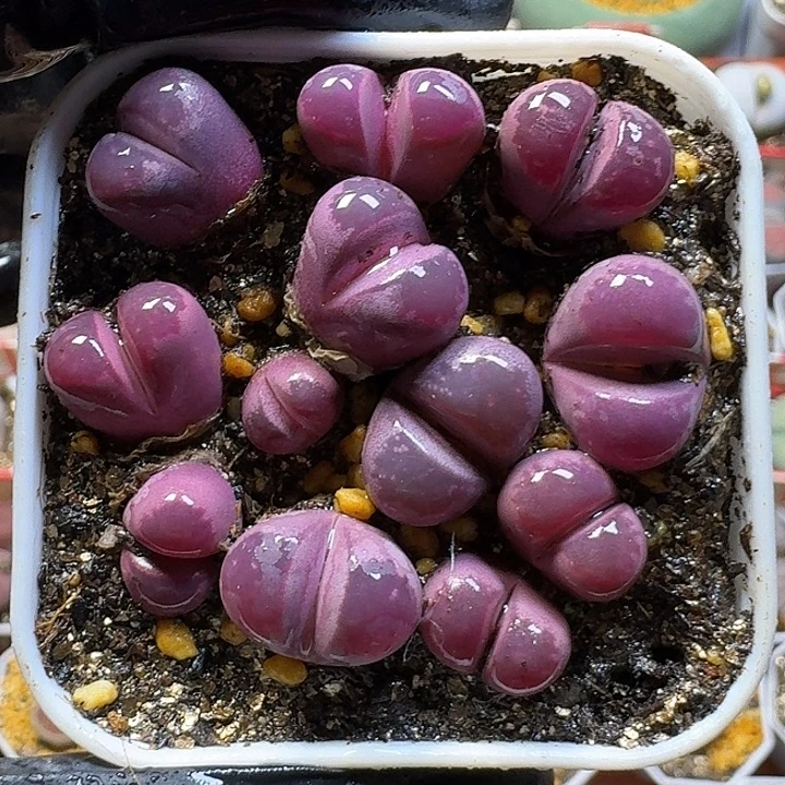 生石花1111111。  127