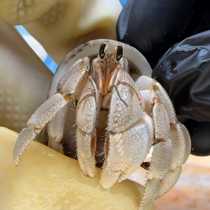 A78奶灰绿 灰白1.7cm口径