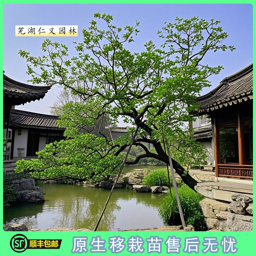 【仁义园林】网红乌桕 单杆乌桕 多杆乌桕 丛生乌桕 特选造型乌桕