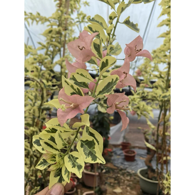 {金边卡亚塔} 嫁接盆苗 爬藤飘枝垂吊