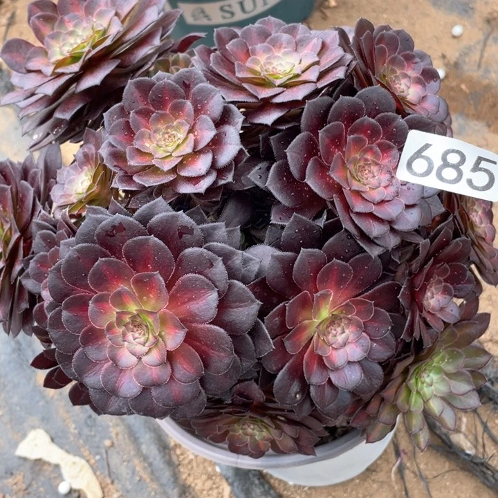 685多肉植物黑铜中斑
