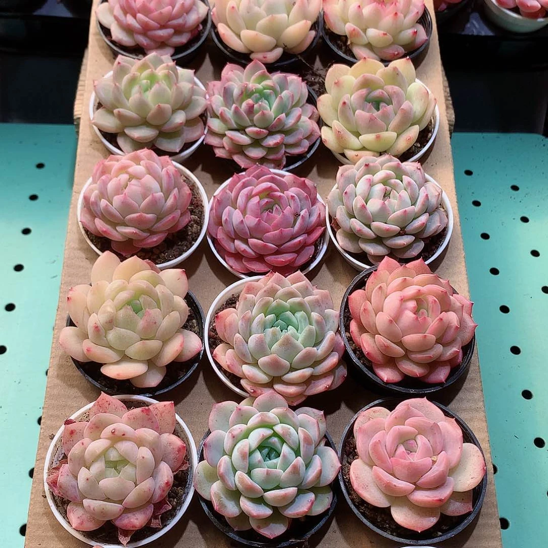 10-量拍品质保证带盆18颗19.9米