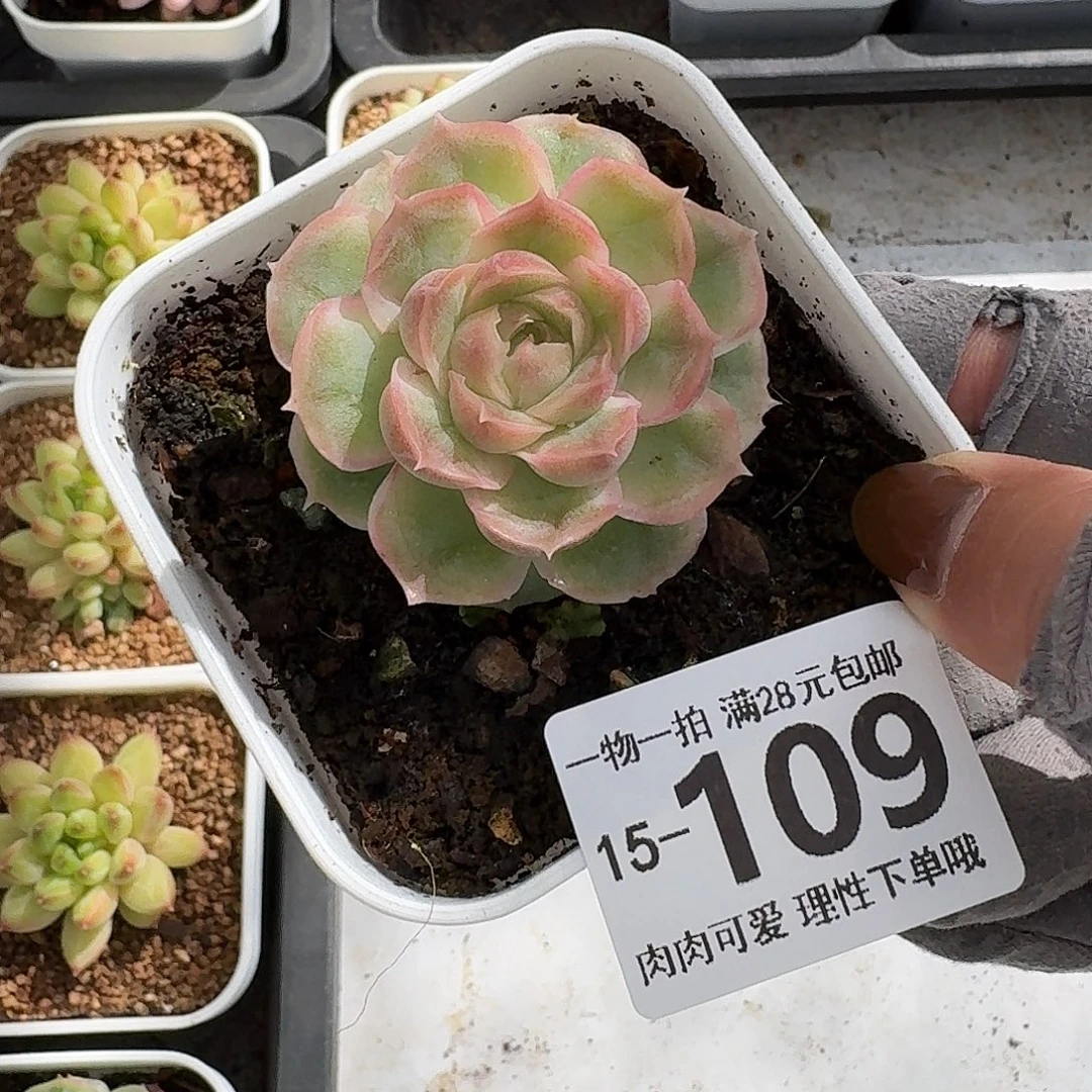 水晶虾饺无盆土发货无盆