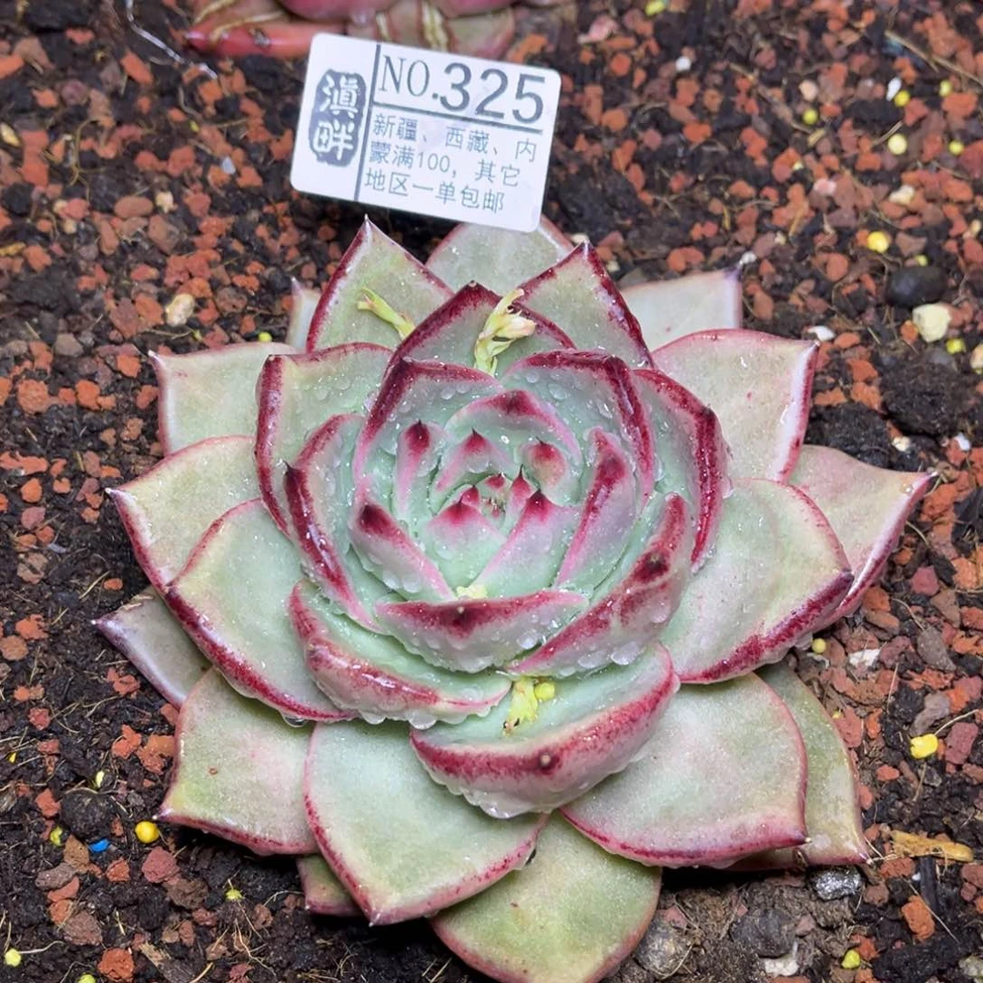 325……………………不知名