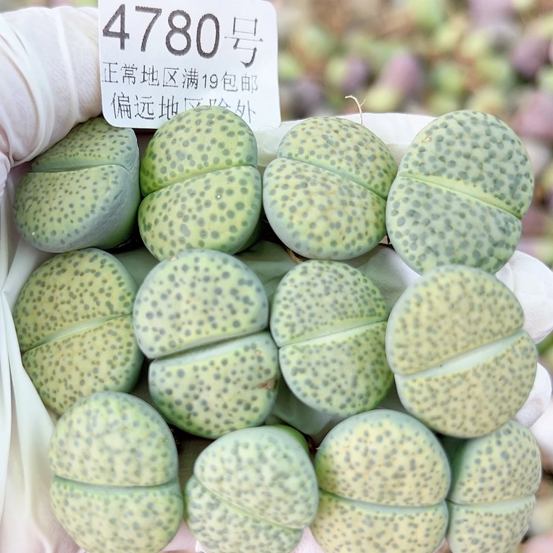 4780 好养易活生石花大母本12个2/2.5cm