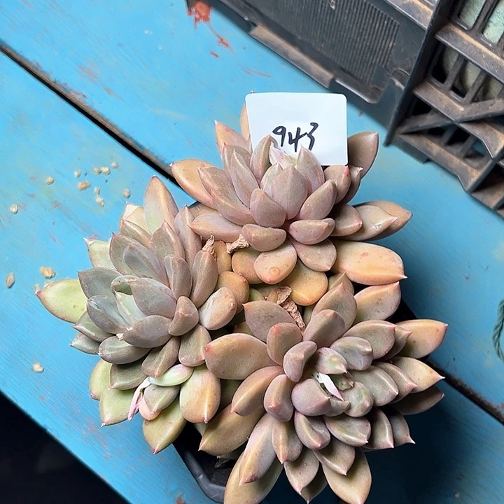 太**主943////////////////