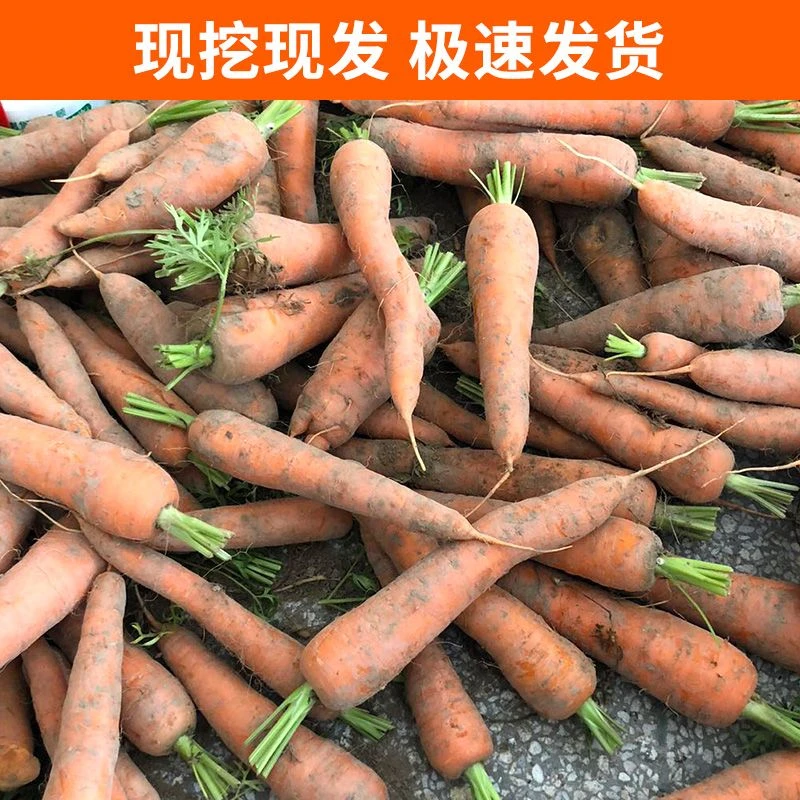 【顺丰包邮】新鲜现发胡萝卜