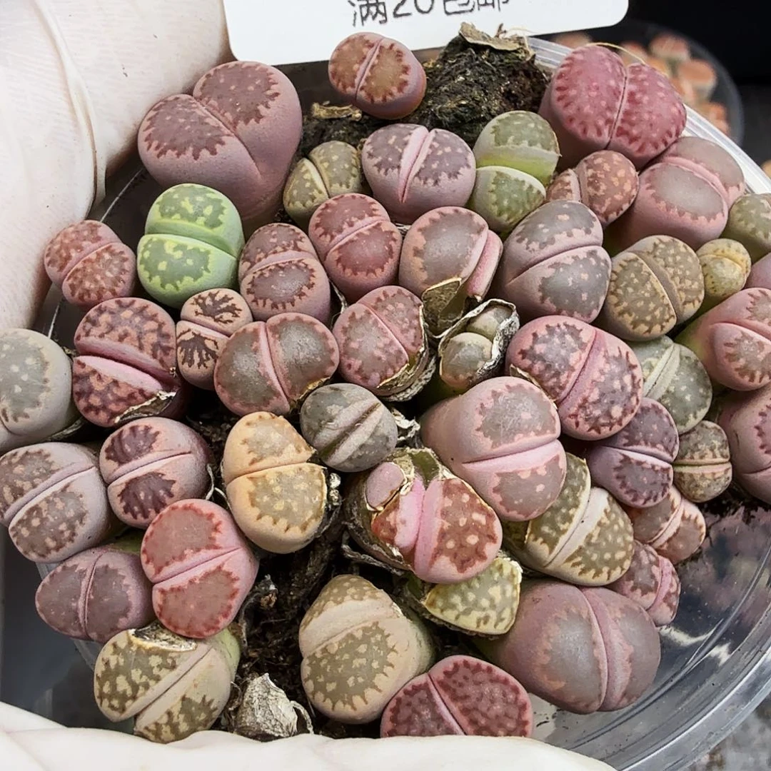 哈哈笑不出话就笑道没074这个